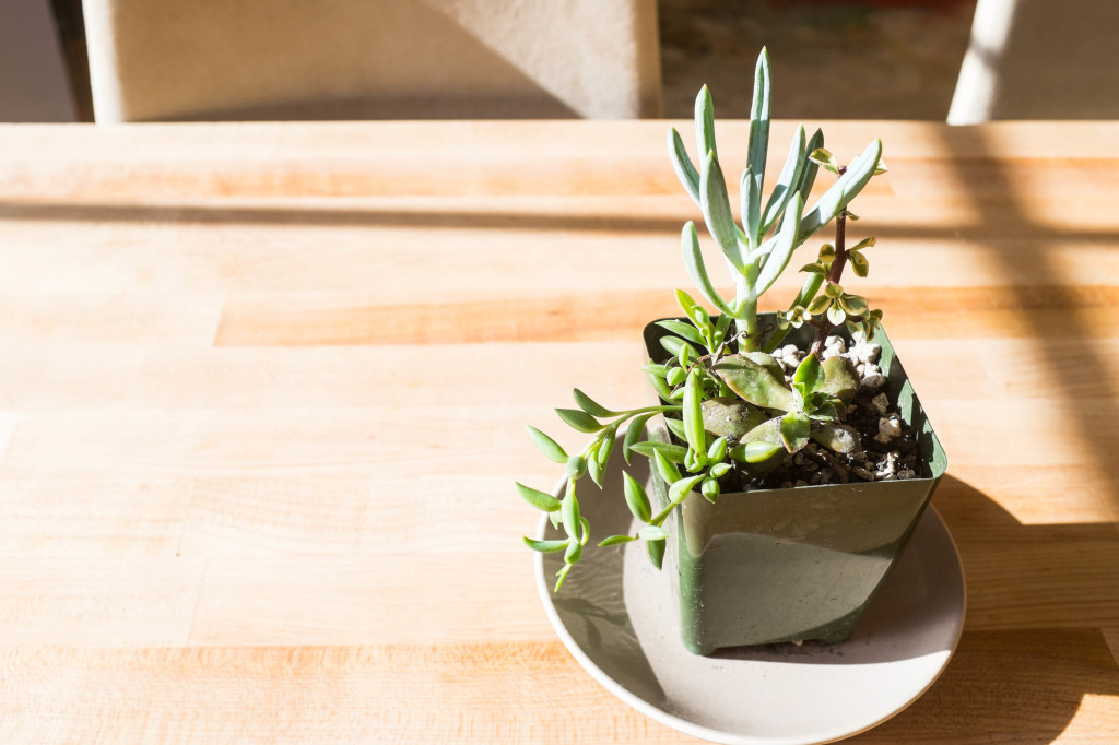 Avoid killing your succulents 4