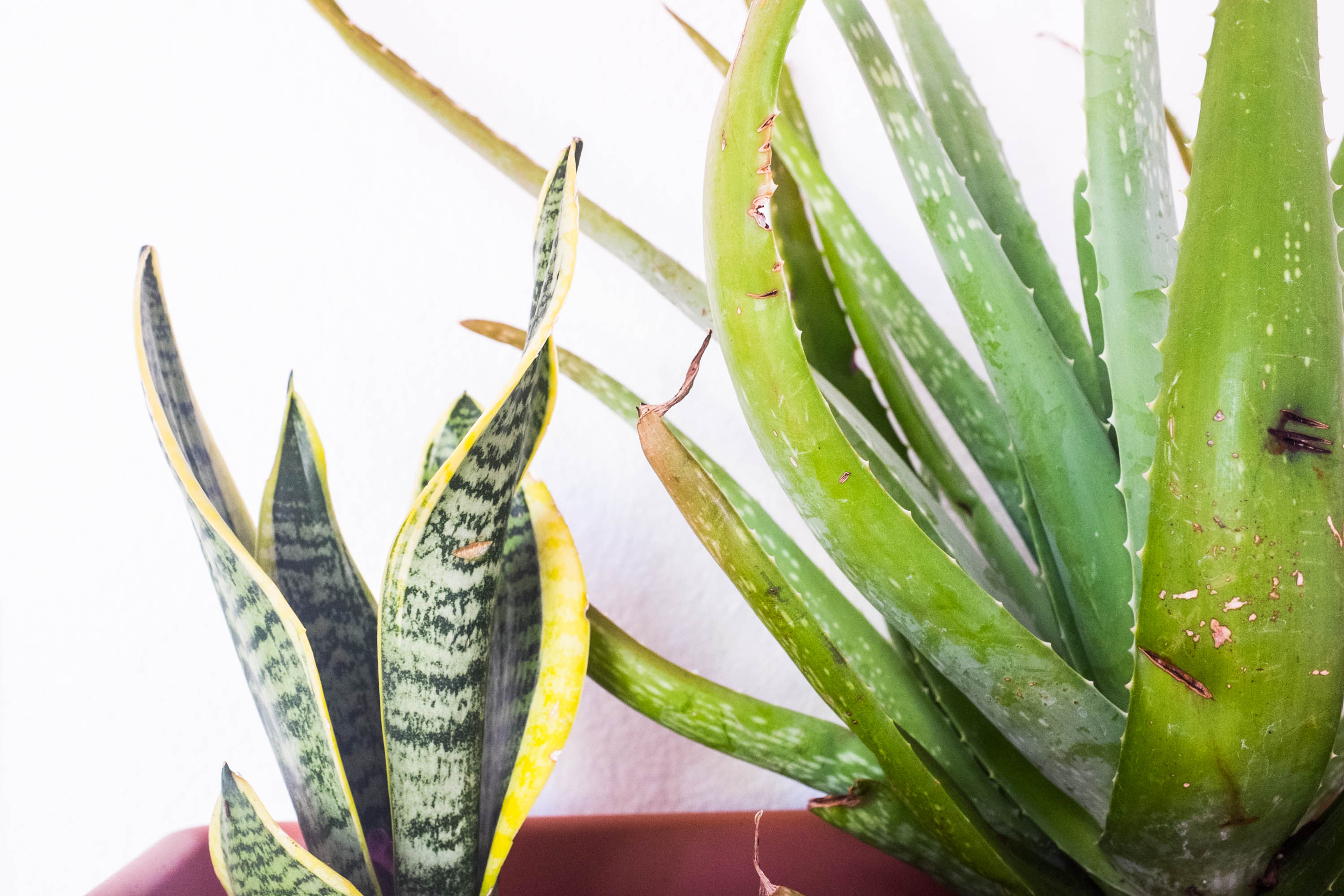 Plant Parenthood: How To Avoid Killing Your Succulents