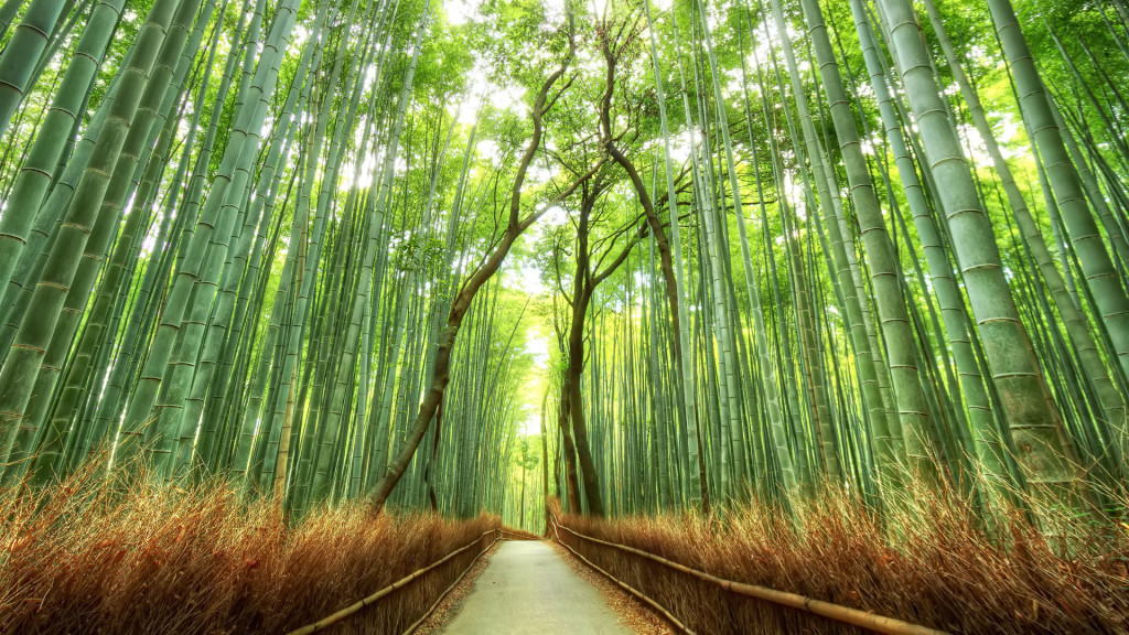 bamboo grove kyoto // reddit