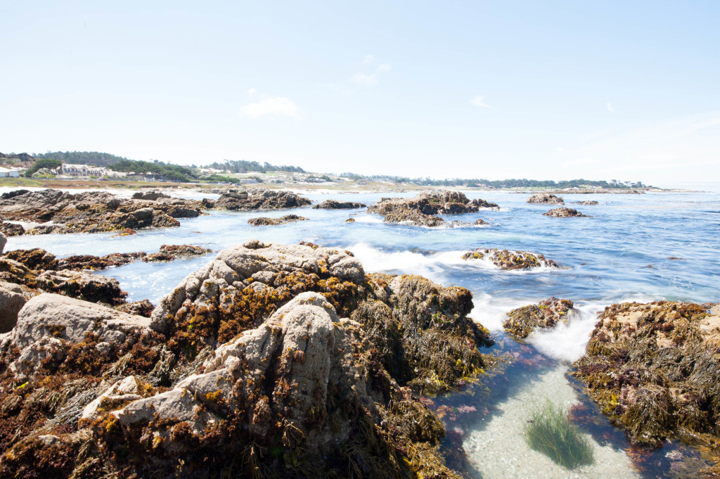 a quick guide to 17 mile drive in pebble beach