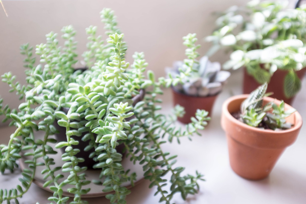 7 foolproof secrets to decorating with plants- detail