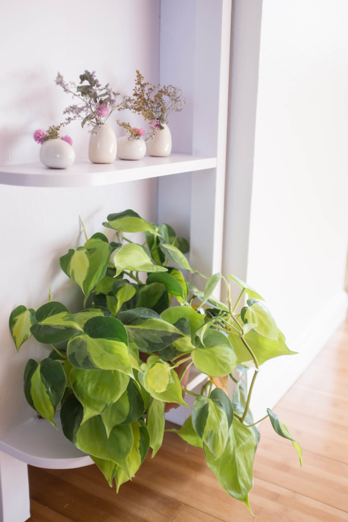 7 foolproof secrets to decorating with plants- philodendron