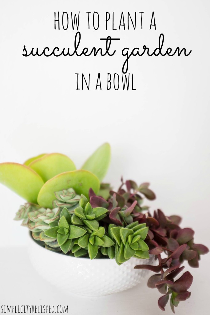 How to plant a succulent garden in a bowl- and keep it alive