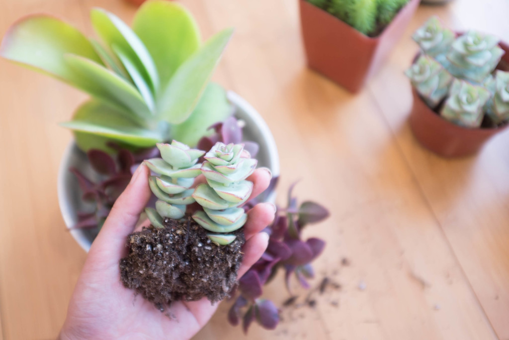 How to plant a succulent garden in a bowl- crassula