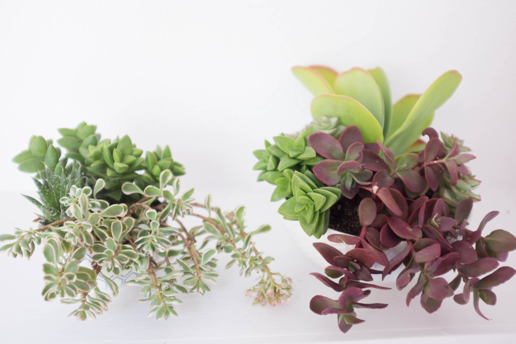 How to plant a succulent garden in a bowl- final arrangements