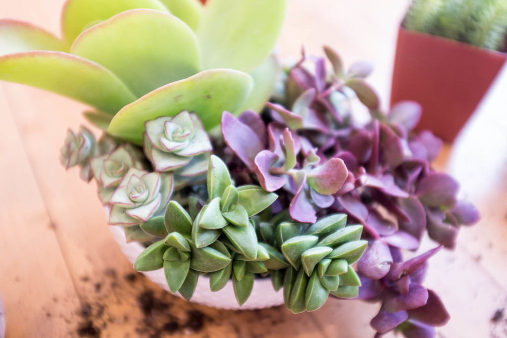 How to plant a succulent garden in a bowl- finished product
