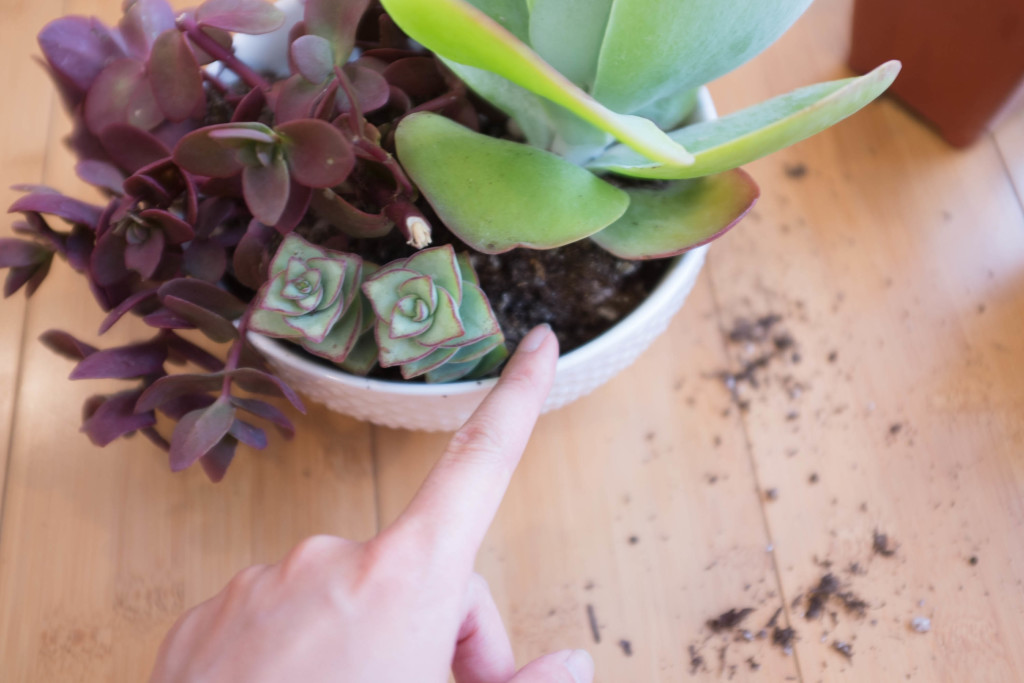 How to plant a succulent garden in a bowl- gap