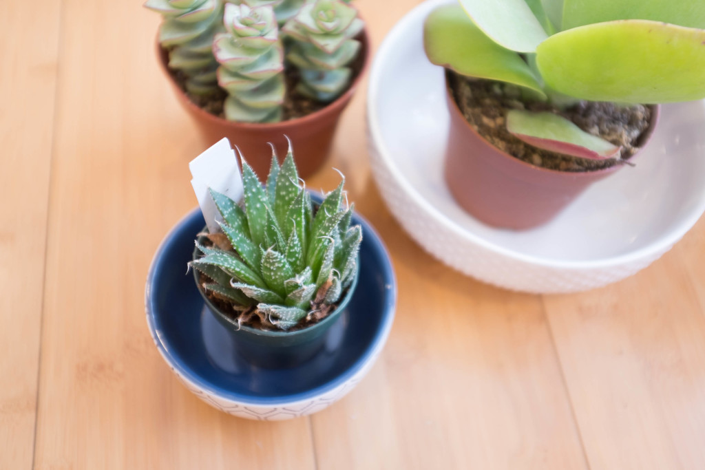 How to plant a succulent garden in a bowl haworthia