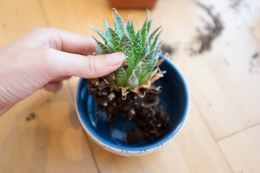 How to plant a succulent garden in a bowl- haworthia center