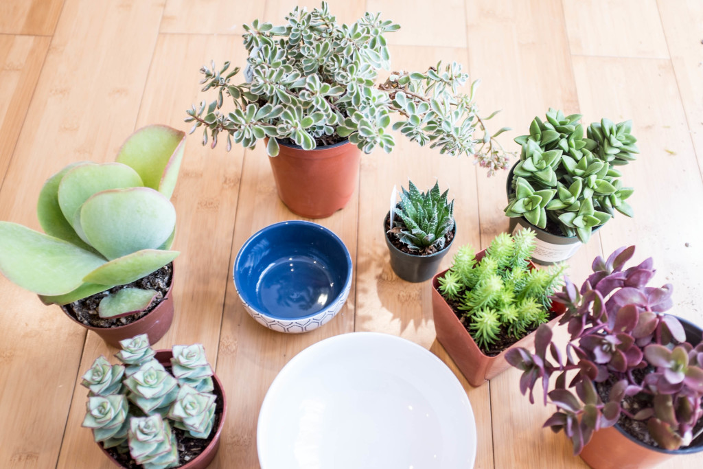 How to plant a succulent garden in a bowl- materials