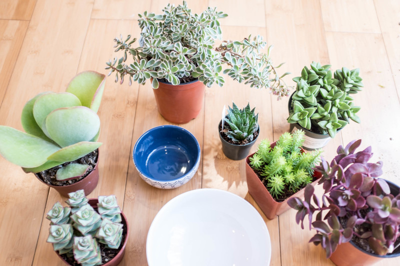How To Plant A Succulent Container Garden In A Bowl | Simplicity Relished