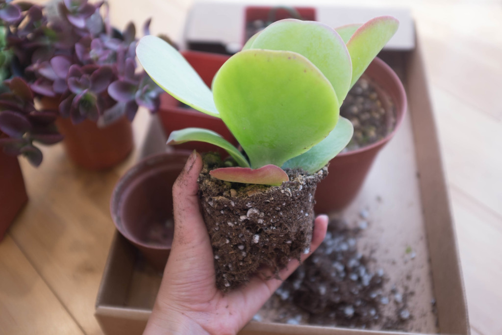How to plant a succulent garden in a bowl- paddle plant