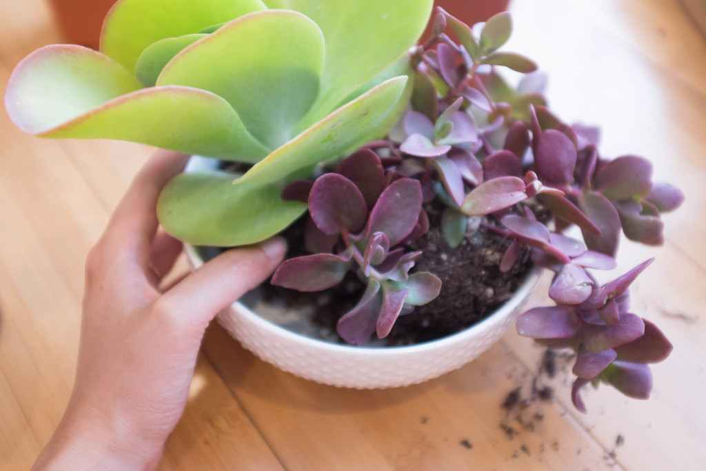 How to plant a succulent garden in a bowl- potting centerpiece plants