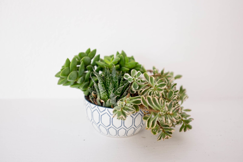 How To Plant A Succulent Container Garden In A Bowl | Simplicity Relished