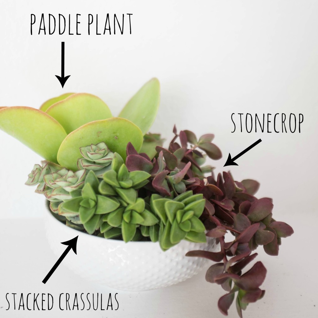 How to plant a succulent garden in a bowl- succulents used