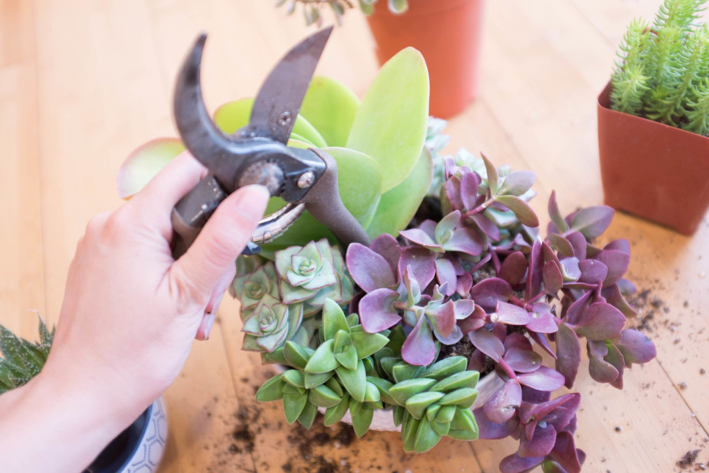 How to plant a succulent garden in a bowl- use shears to push down soil