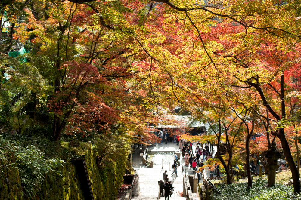 Autumn In Kyoto: Where To Find The Best Foliage (with a map!)