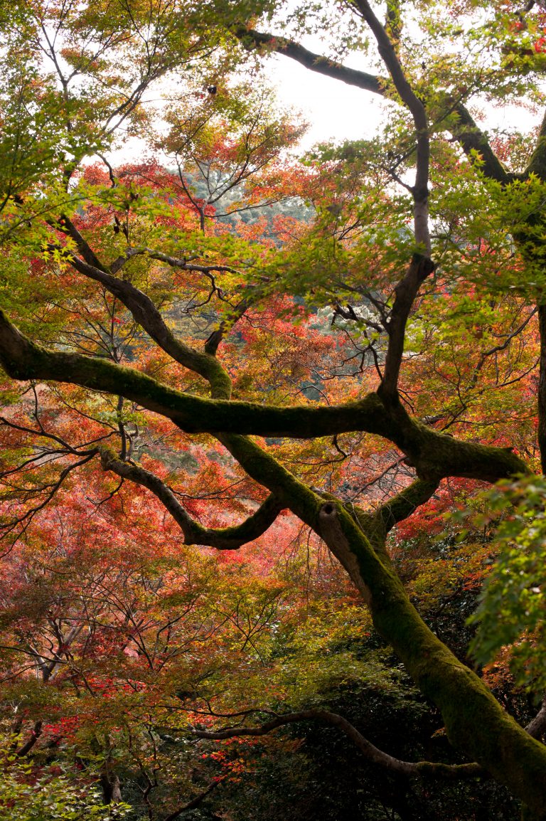 Autumn In Kyoto: Where To Find The Best Foliage (with a map ...