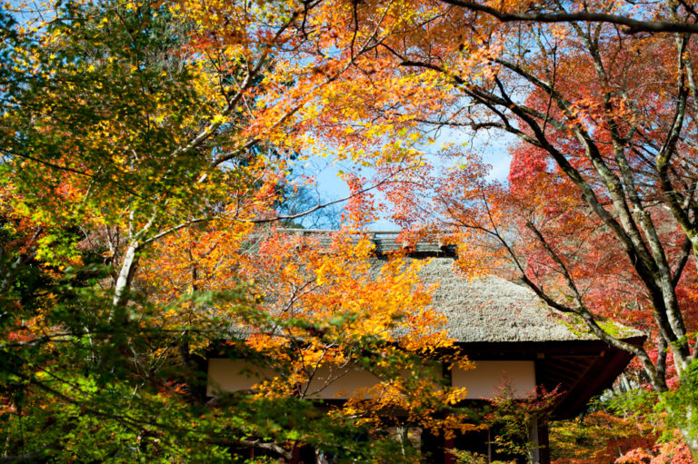 Autumn In Kyoto: Where To Find The Best Foliage (with a map ...