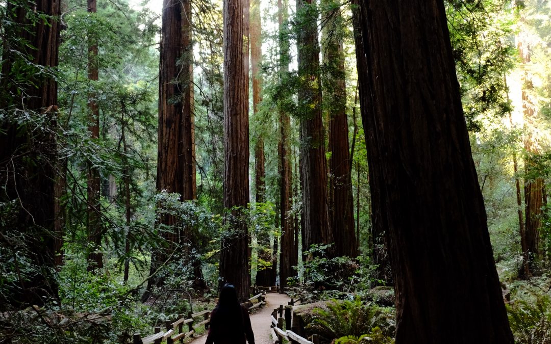 Forest bathing: a simple guide for wellness and relaxation